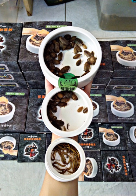 Chén ăn sứ đựng sâu gián