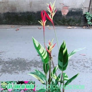 Chuối Mỏ Két Size Lớn