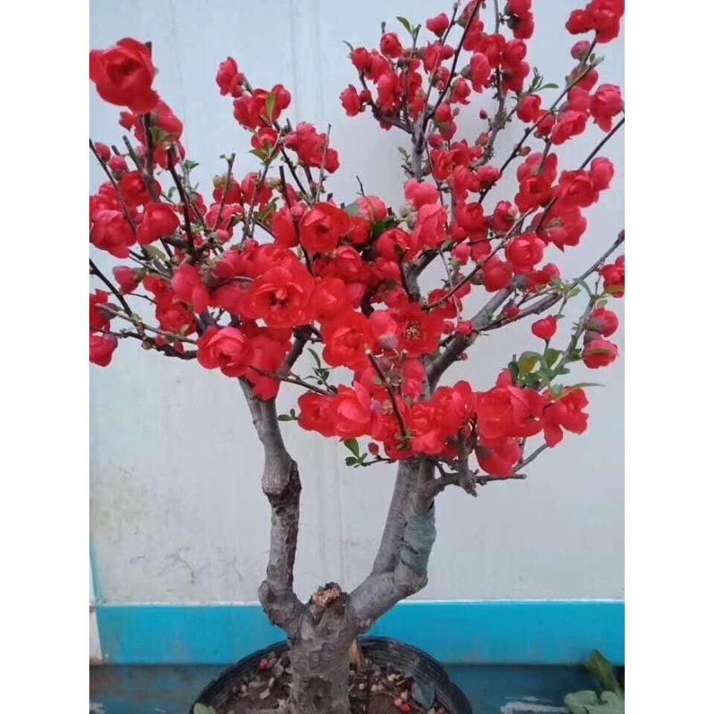 Hạt giống hoa mai Trung Quốc màu đỏ sỉ 1k