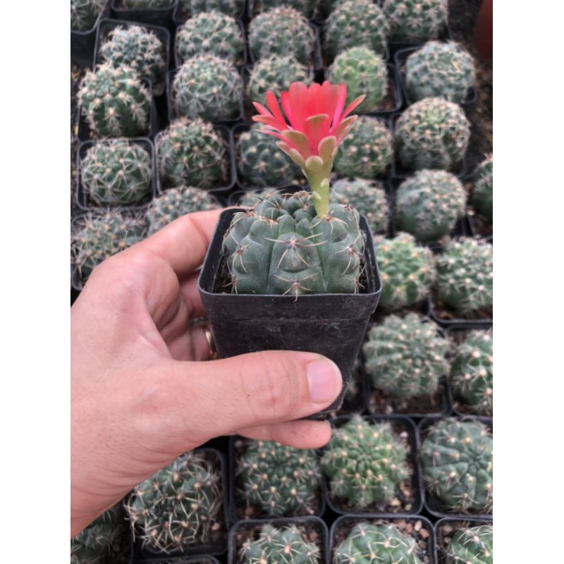 Xương Rồng THẦN LONG Hoa Đỏ, 1 đổi 1