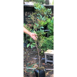 Cây Cà Na cao 120cm -150 cm