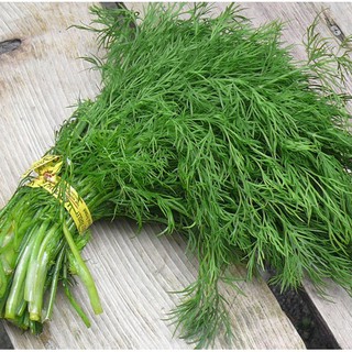 Hạt Giống Thì Là Bốn Mùa