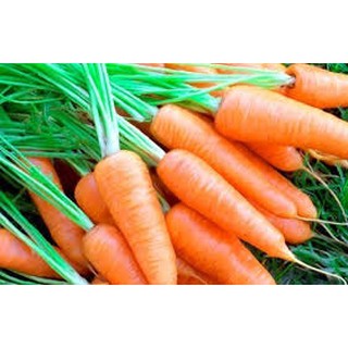 Hạt giống Cà Rốt F1