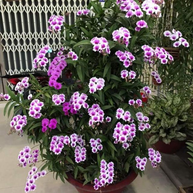 Lan denro mini yaya giống