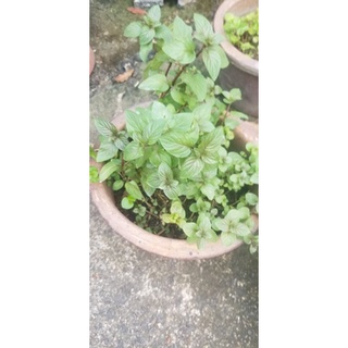 cây Bạc Hà Peppermint (1 chậu)