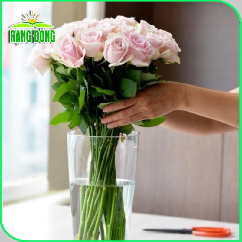 Dưỡng hoa lâu tàn Chrysal -Combo 50 gói- Chất dưỡng hoa tươi lâu dành cho hoa bình, không hư nước - Hạt giống Rạng Đông