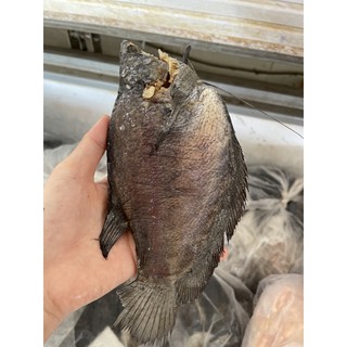 Sặc lạt lớn 500g giá 150k
