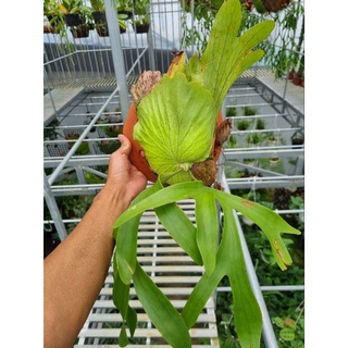 Cây ổ rồng - cây đã thuần dưỡng (Platycerium grande)