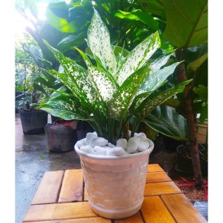 Cây Ngọc Ngân Chậu Sứ