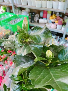 Hoa Dâm Bụt MiNi