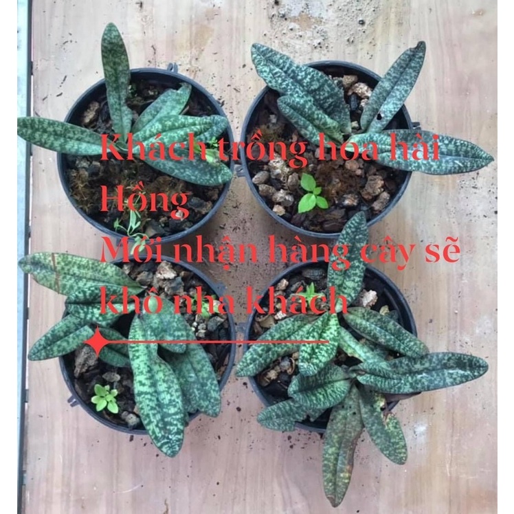 🍀HÀNG ĐẸP🍀Hoa Phong lan hài hồng