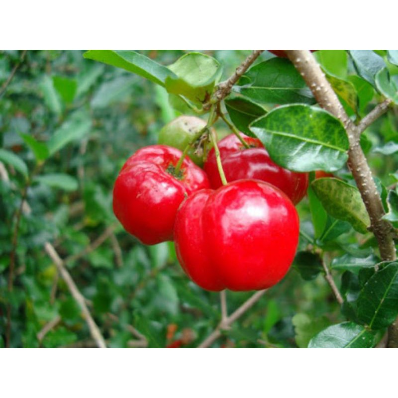 Cây sơ ri... ngọt trưởng thành cao 1m2