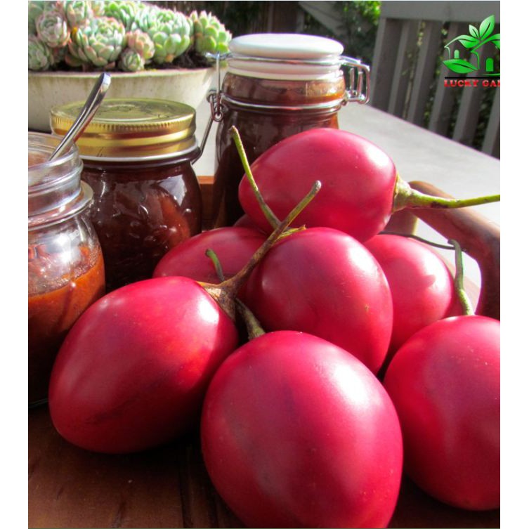 Hạt giống cà chua thân gỗ tamarillo 10 hạt -TẶNG viên 5 nén ươm hạt giống