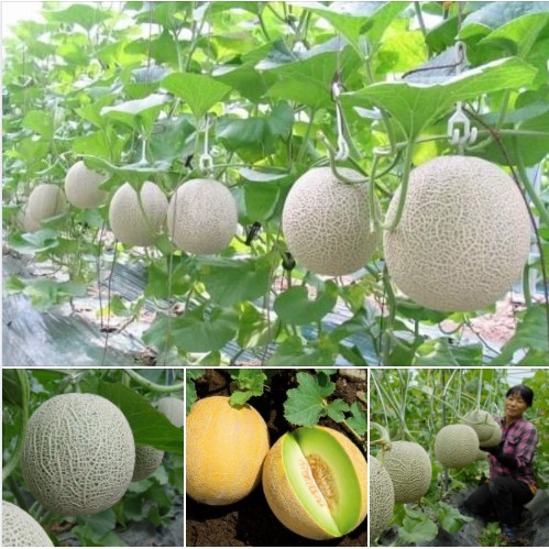10 Hạt giống dưa lưới F1 năng xuất cao