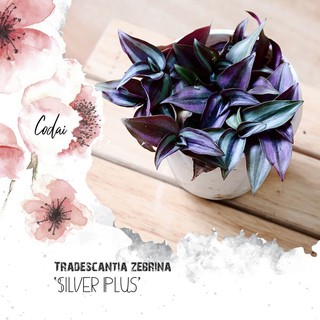 Cây Tradescantia zebrina ‘Silver Plus’(Tricolor) (Thài Lài Bạc)