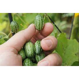 Gói 10 hạt giống dưa hấu mini bayby mexico, tặng kích mầm