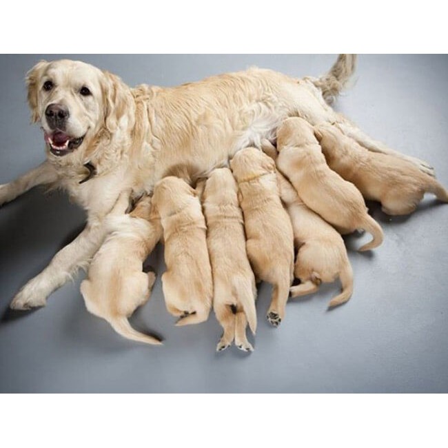 Mother &amp; baby dog thức ăn chó mang hai và chó con gói 1,3kg