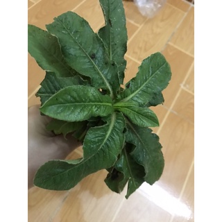 Cây Chỉ Thiên Khô