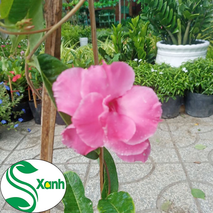 Hoa Hồng Anh Cánh Kép
