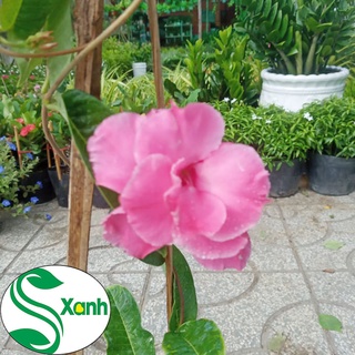 Hoa Hồng Anh Cánh Kép