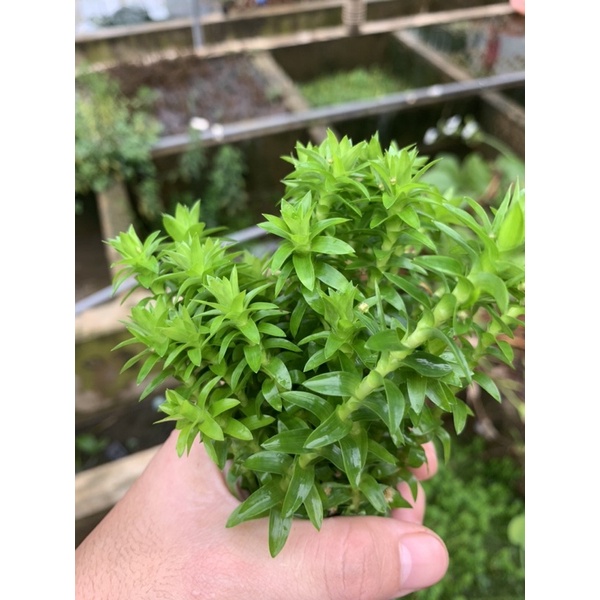 tonia fluviatilis - Tonia lá cứng - 30k/10 ngọn