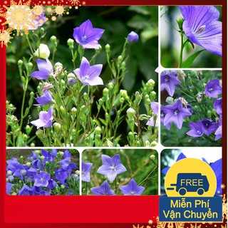 Hạt Giống Hoa Cát Cánh