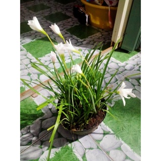 Củ cây huệ mưa 10 củ
