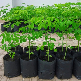 HẠT GIỐNG RAU CHÙM NGÂY
