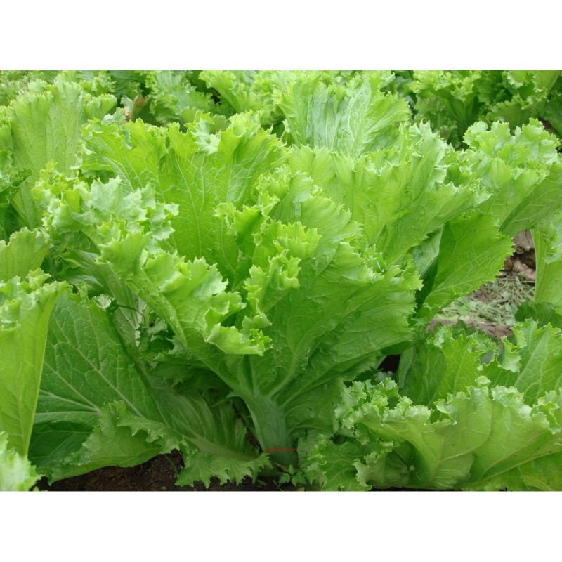 hạt giống cải bẹ mào gà