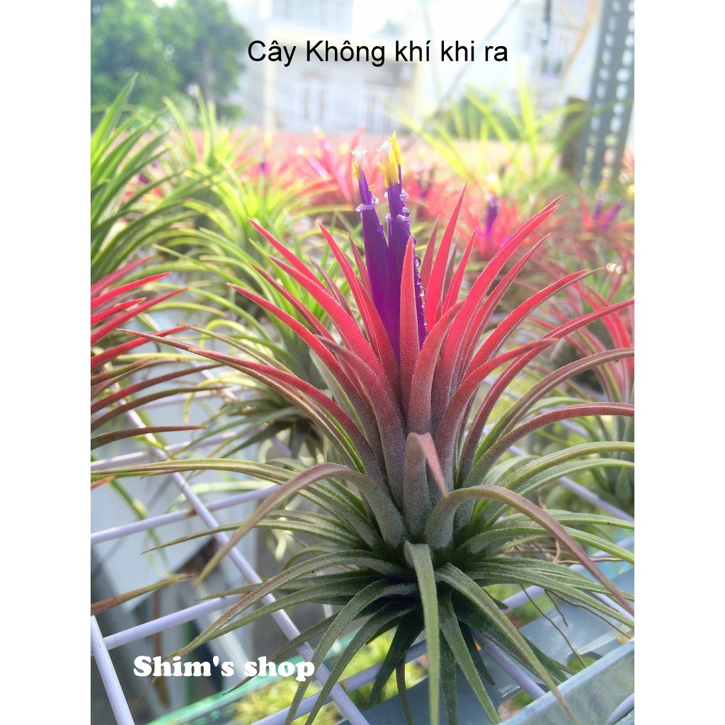 Cây Không khí Ionantha lớn - tặng móc treo handmade