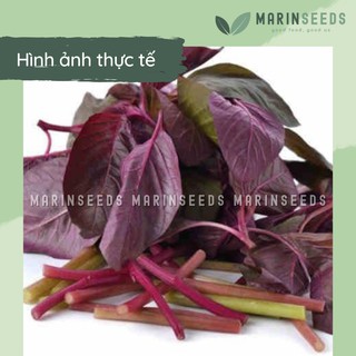 Hạt giống rau dền đỏ (10gram, 20gram)