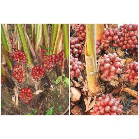 Thảo Quả Khô Sạch 100g --- ngon