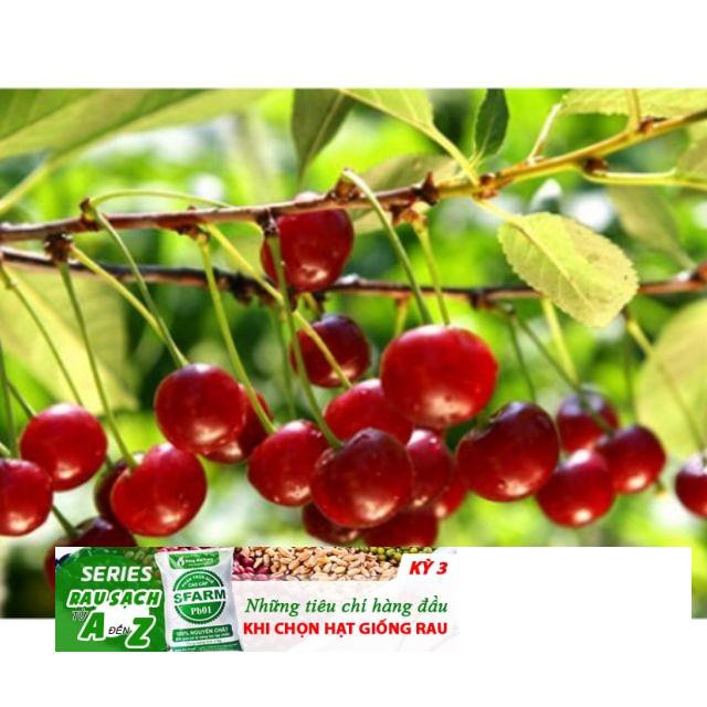 Hạt giống Anh đào (Cherry) (5 hạt) ĐẾN MÙA TRỒNG TẾT