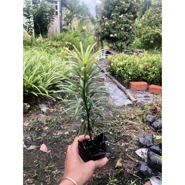 Cây Tùng La Hán , Boiboi.Organic, Cây Trong Bầu Đất, Rễ Mạnh