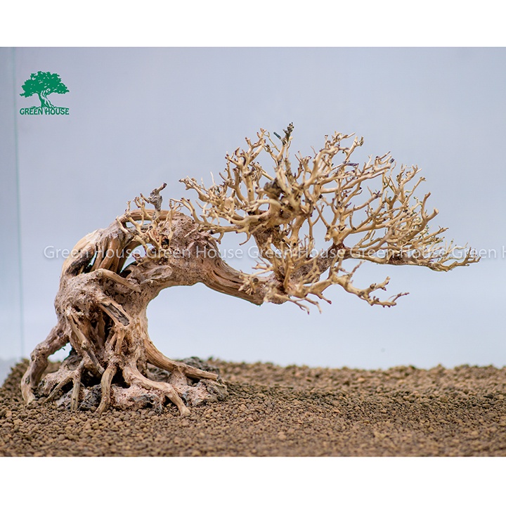 Lũa Bonsai, Lũa thủy sinh dùng trang trí hồ cá cảnh, hồ thủy sinh, văn phòng, nhà cửa