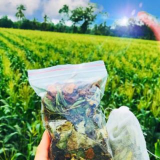 LÁ NAM GIẢM CÂN THANH TRÀ vanvan