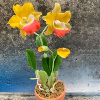 CHẬU HOA ĐẤT SÉT CAO 15-18CM