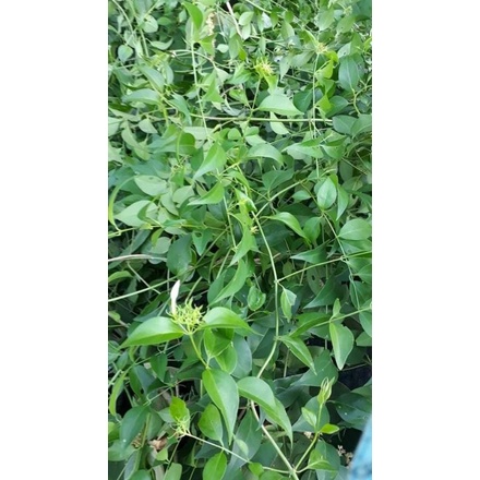 1 kg Chè Vằng Sẻ phơi khô lợi sữa sau sinh