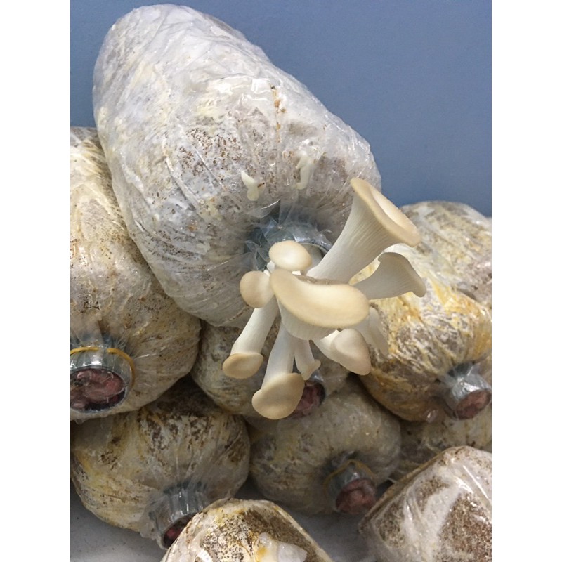 Combo 10 Phôi Nấm Bào Ngư Xám