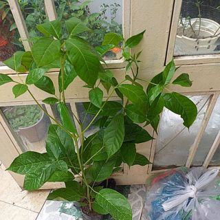 Cây kèn hồng cao 60-200cm.