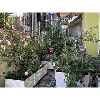 chậu ghép kích thước 100x50x55(3 vách ghép) trồng hoa hồng siêu đẹp hàng việt nam