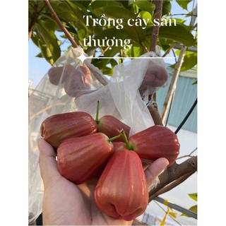 Cây mận an phước đỏ
