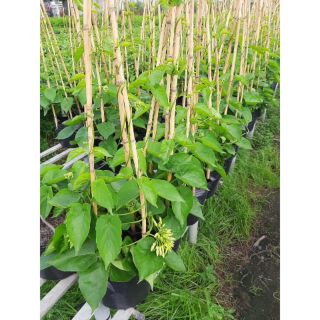 Thiên Lý ... siêu hoa...hoa thơm siểu