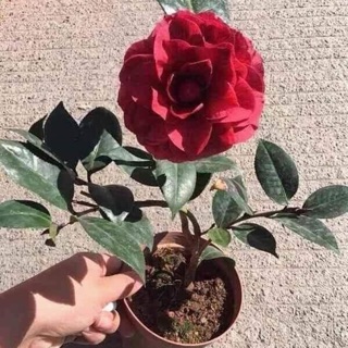 Hoa trà my màu đỏ cây khỏe bầu đất ổn định