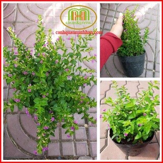 Cây Cẩm Tú Mai cẩm tú hoa tím trồng viền thấp hoa bụi ngoài trời Minh Hân Garden