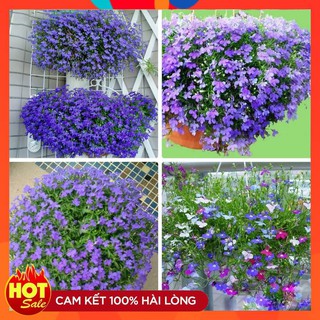 Hạt giống hoa Cúc Lobelia Nhiều màu