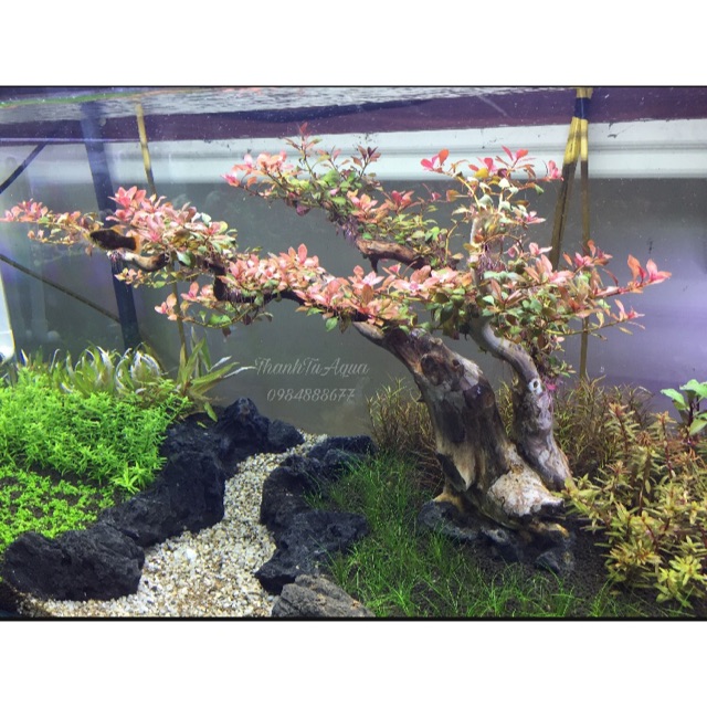 Bể cá thủy sinh Demo Thế Đào Tết