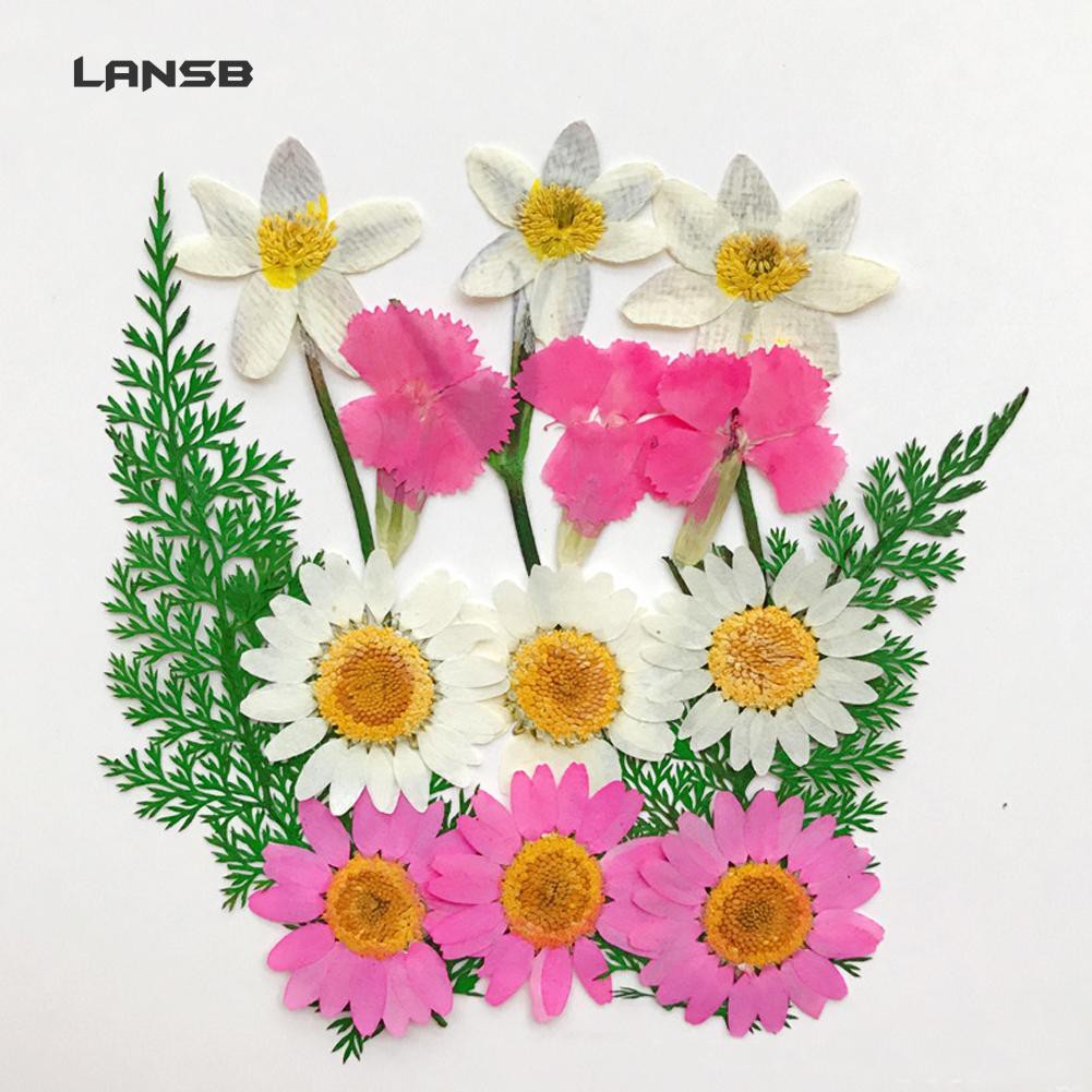 Hoa khô ép hỗn hợp dùng cho trang trí album DIY