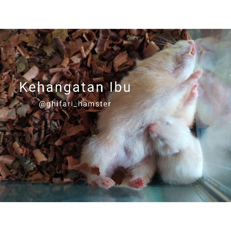 Chuột Hamster Mini Bằng Gỗ Màu Nâu Dễ Thương