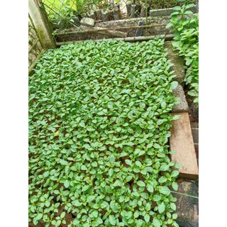 Gói 700 hạt giống đuôi chuột